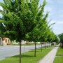 Veldesdoorn Elsrijk (Acer campestre)